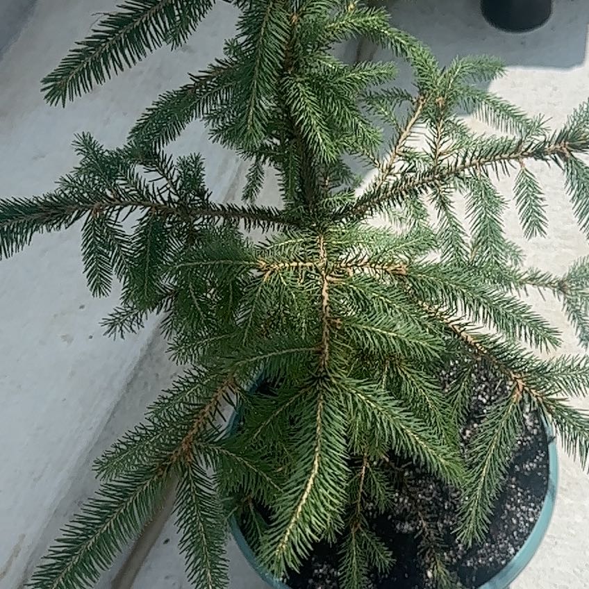 Photo of the plant species Sea Spurge by @GlamorousPecan named Osmo on Greg, the plant care app