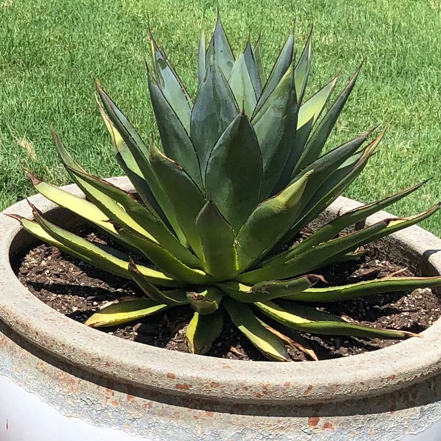Agave 'Blue Glow' plant in a pot with some yellowing and browning leaves.