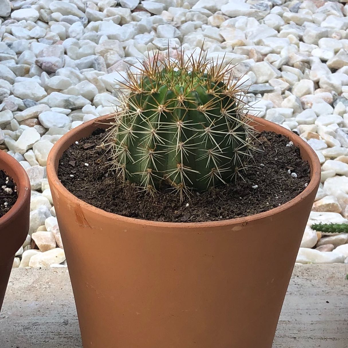 Torch Cactus in a terracotta pot with visible soil, appears healthy.