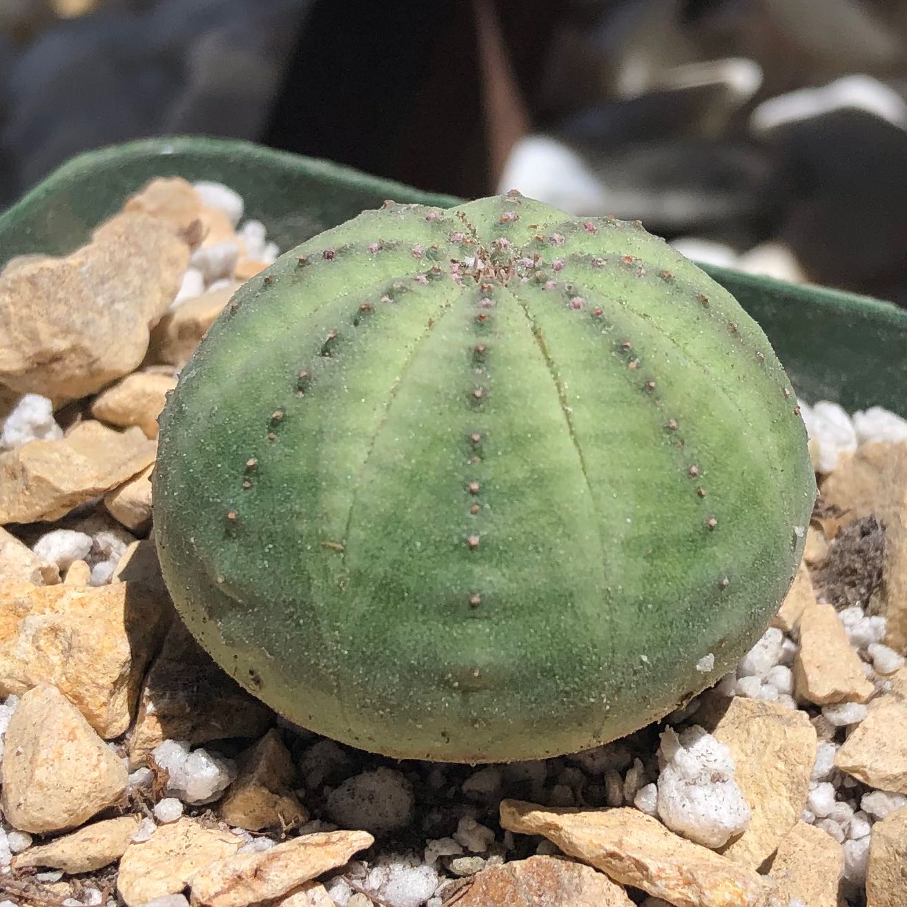 Baseball Plant (Euphorbia obesa) in a pot with visible soil and rocks.