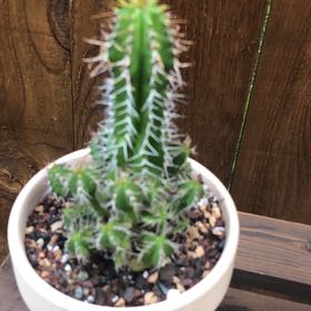 Photo of the plant species Euphorbia Fruticosa by @ChiefStinkwort named ChloroPhil on Greg, the plant care app