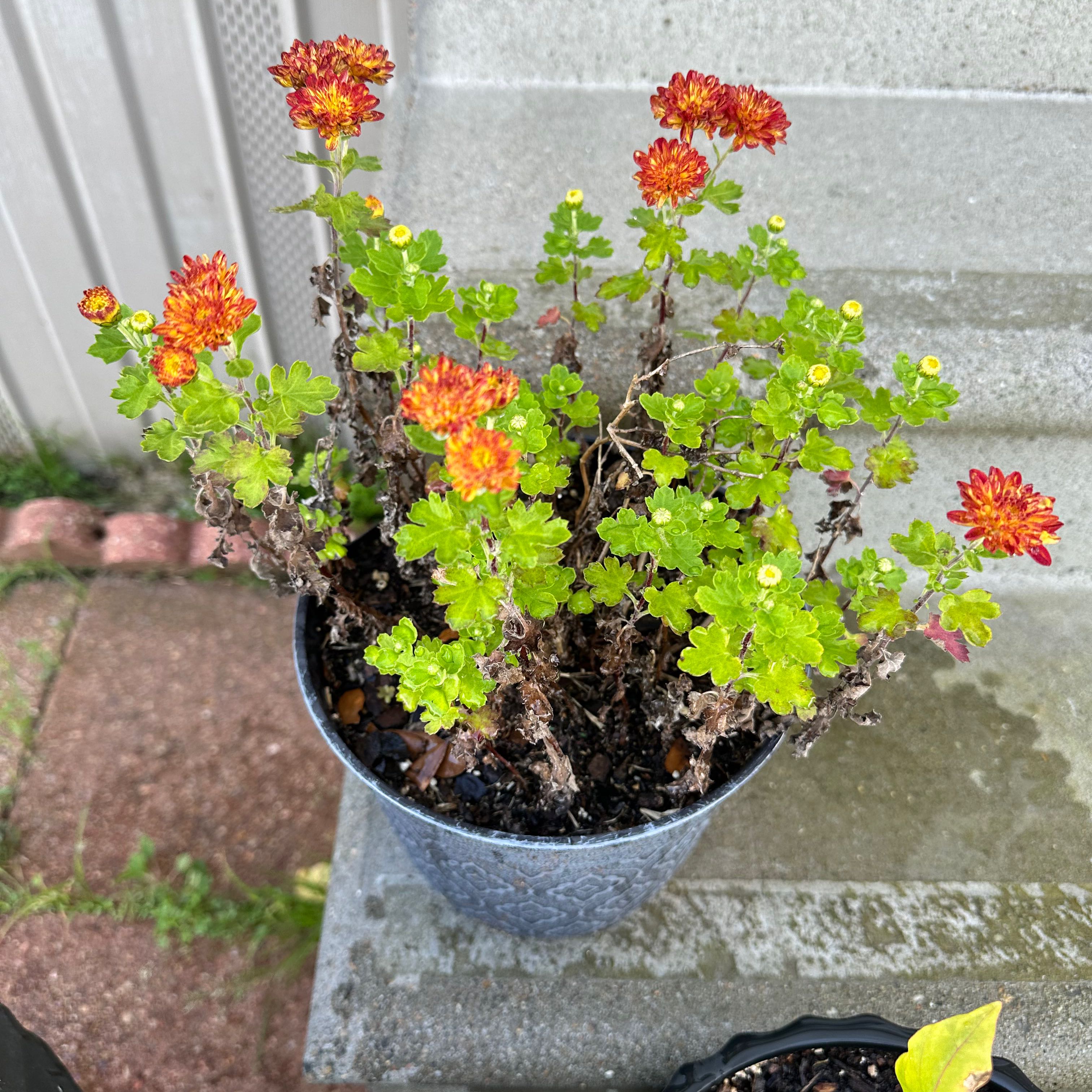 Photo of the plant species Mummenhoffia alliacea by @AlertBroccoli named Gomez on Greg, the plant care app