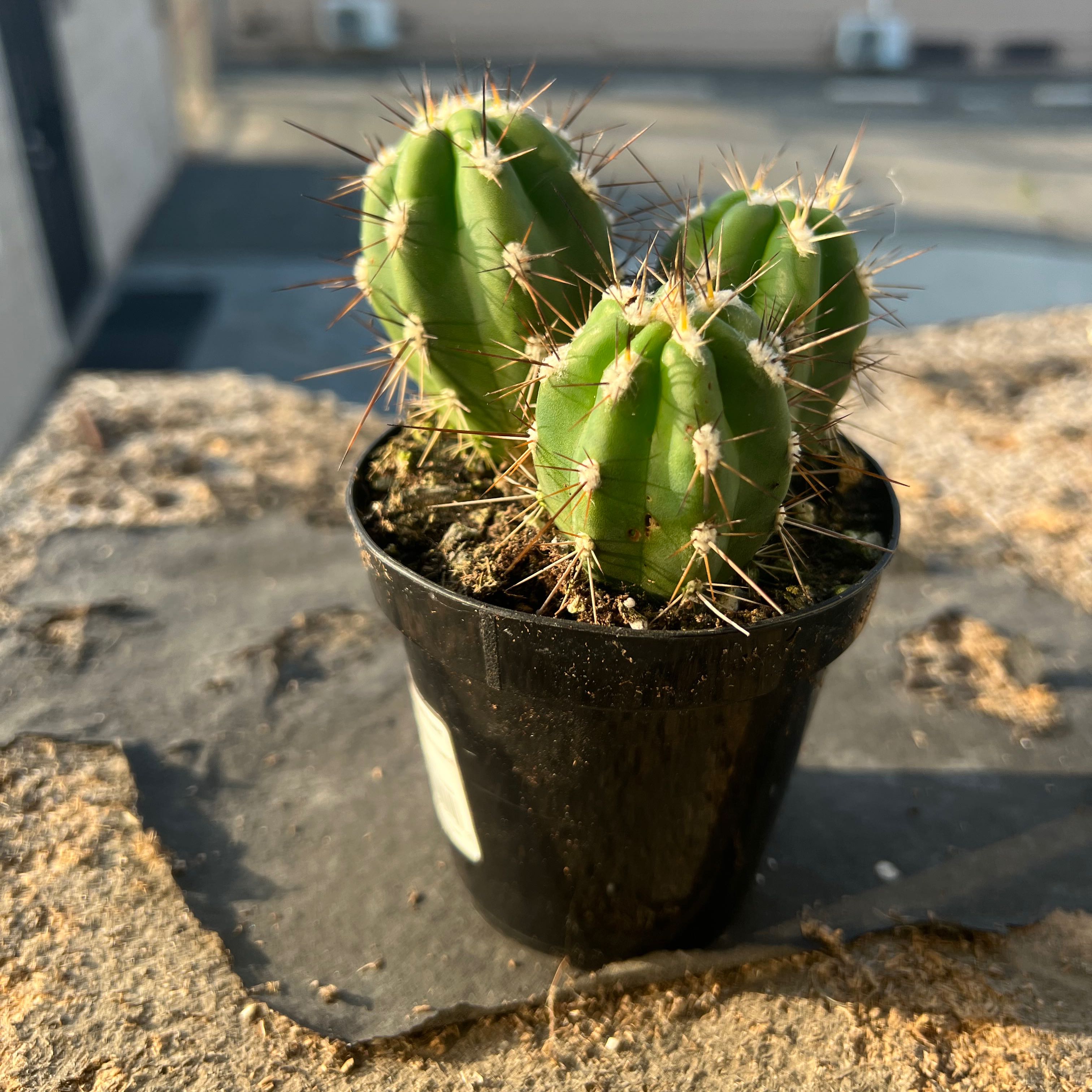 Toothpick Cactus in a black pot on a stone surface, well-lit and healthy.