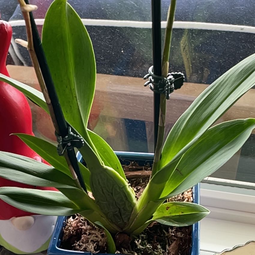Orchid plant in a blue pot on a windowsill with green leaves and visible soil.