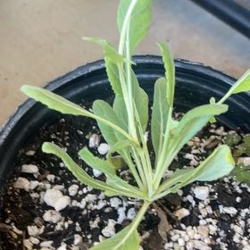 Photo of the plant species Chocolate Flower by @RulerUrnplant named Lavender on Greg, the plant care app