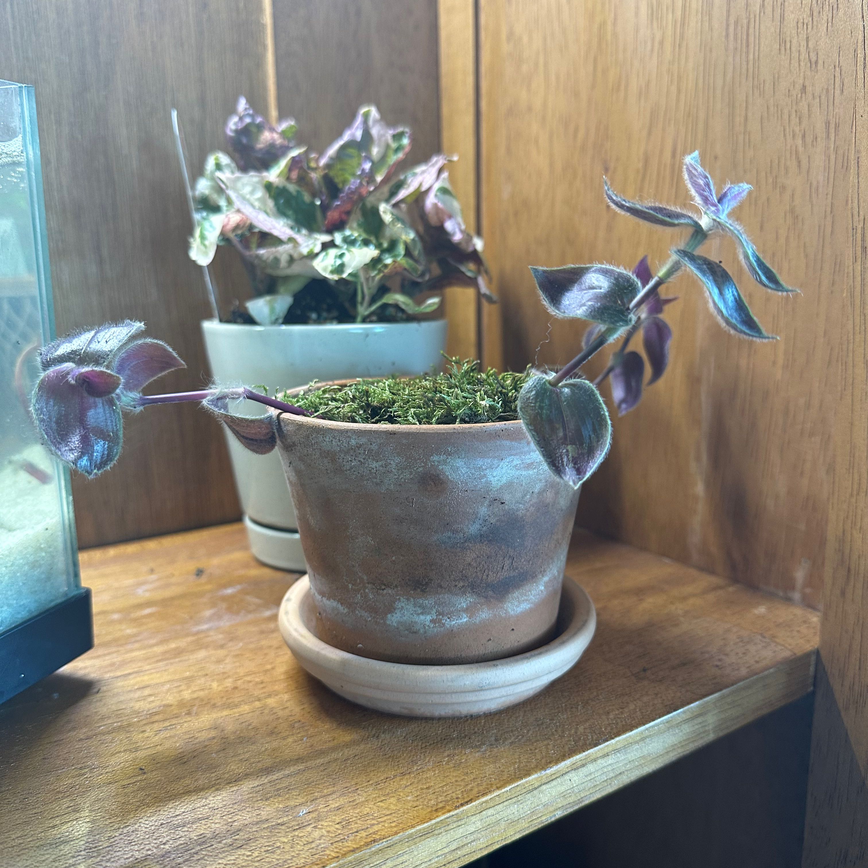 Photo of the plant species Gibasis geniculata 'Purple Plush' by @UniqueDracaena named Athena on Greg, the plant care app