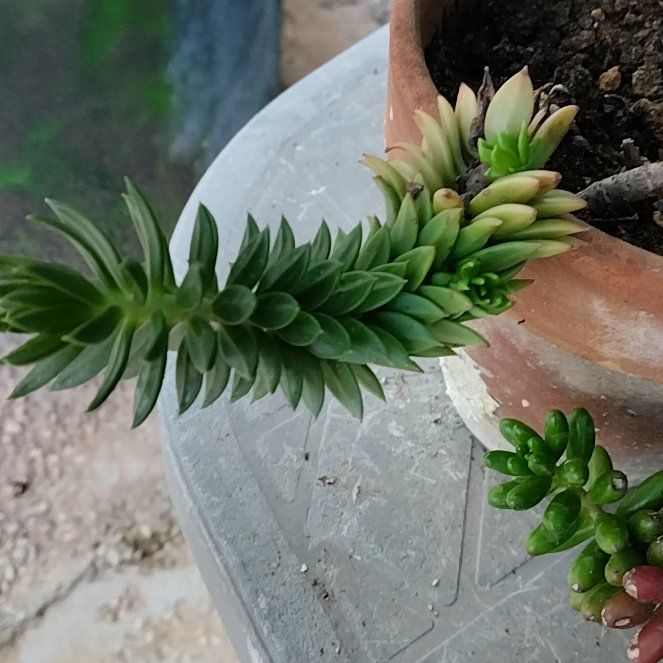 Photo of the plant species Spiral Staircase by @NaturePlantLove named Fernie on Greg, the plant care app