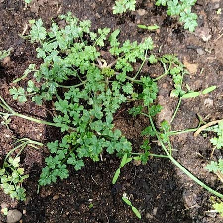 Photo of the plant species Chervil by @NaturePlantLove named Oscar on Greg, the plant care app