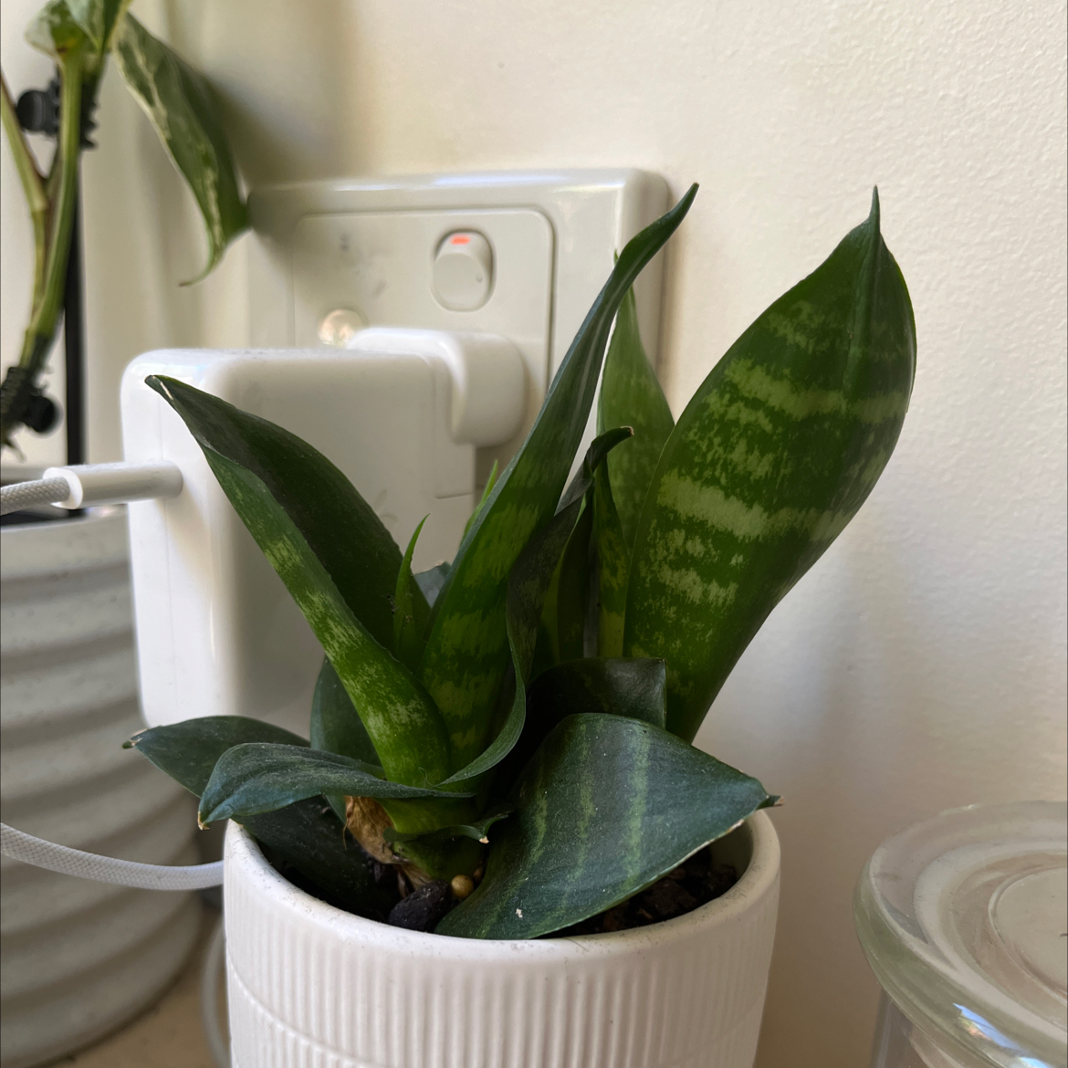 Samurai Dwarf Snake Plant in a white pot with vibrant green leaves.