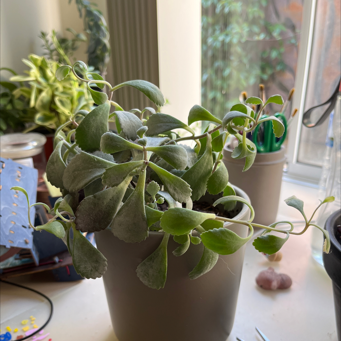 Flower Dust Plant in a pot near a window with other plants in the background.