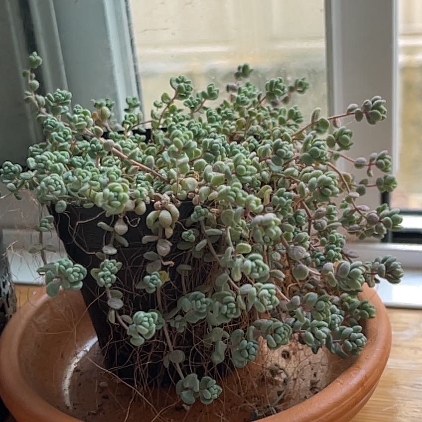 Photo of the plant species Lilac Mound Stonecrop by @kate-d named Audrey on Greg, the plant care app