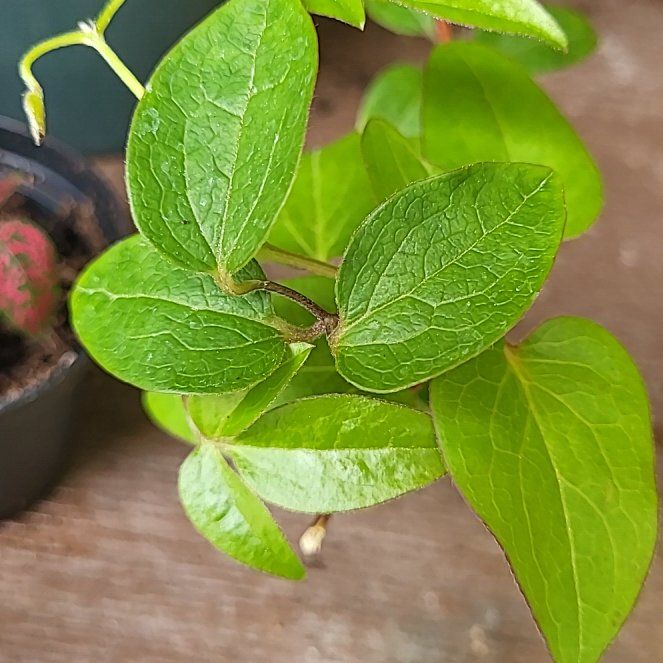 Photo of the plant species Multi-Blue Clematis by @plantmermaid named Clooney on Greg, the plant care app