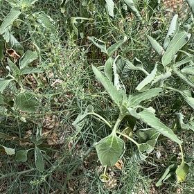 Photo of the plant species Buffalo Gourd by @QueenCedarofgoa named Gates on Greg, the plant care app