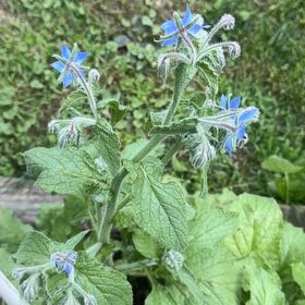 Photo of the plant species Borage by @AvidLuckyjade named Hemingway on Greg, the plant care app