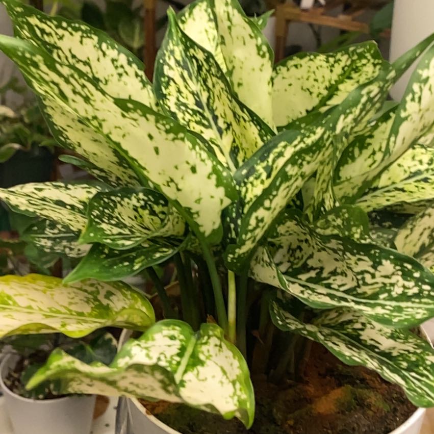 Photo of the plant species First Diamond Chinese Evergreen by @SwellSealettuce named Jasmine on Greg, the plant care app