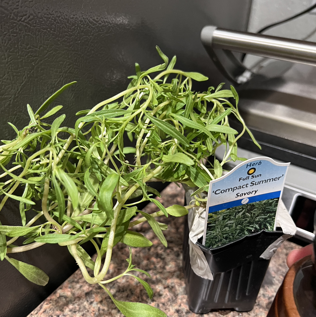 Photo of the plant species Summer savory by @AdonicScrubpine named Summer Savory on Greg, the plant care app