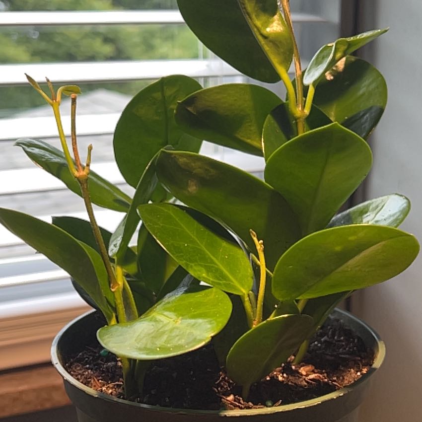 Hoya australis 'Bordvare' plant in a pot with vibrant green leaves, visible soil, and no signs of disease.
