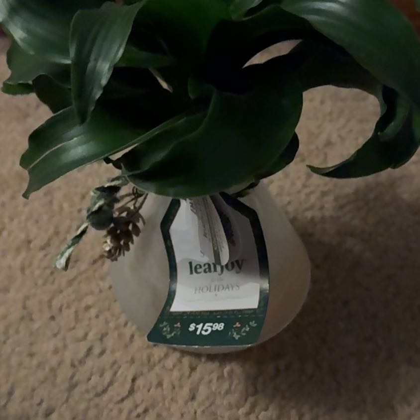 Photo of the plant species Twister by @KeenDuranta named Fernie Mac on Greg, the plant care app