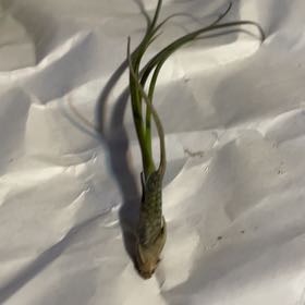 Photo of the plant species Banded Airplant by @EnhancedRhubarb named Sonora on Greg, the plant care app