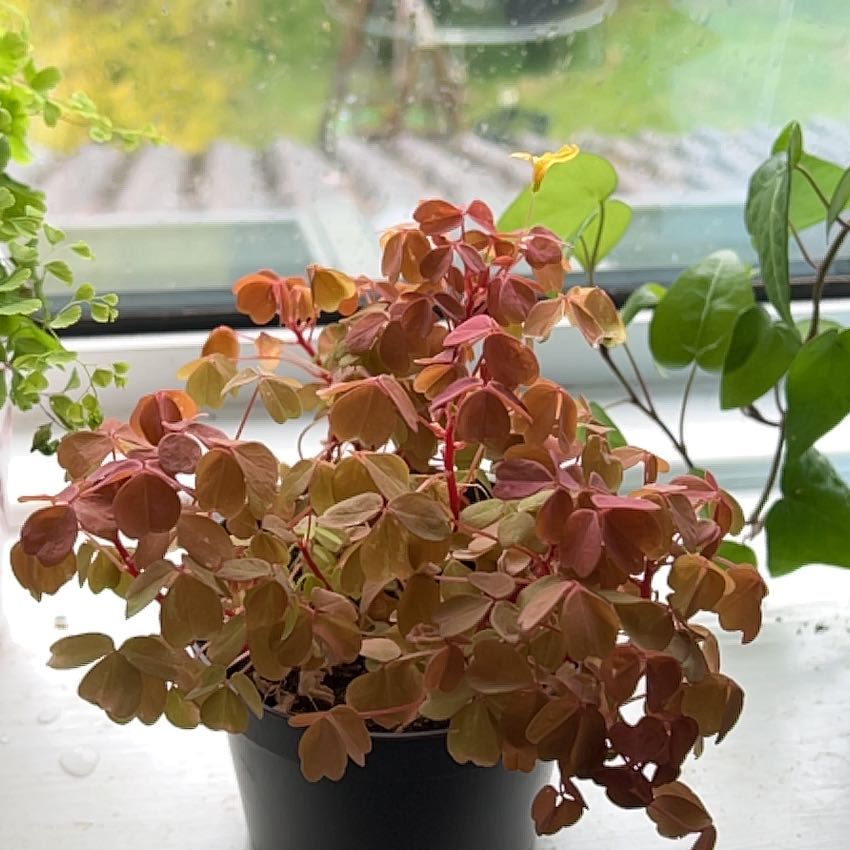 Photo of the plant species Golden Oxalis by @tjlc named jackie on Greg, the plant care app