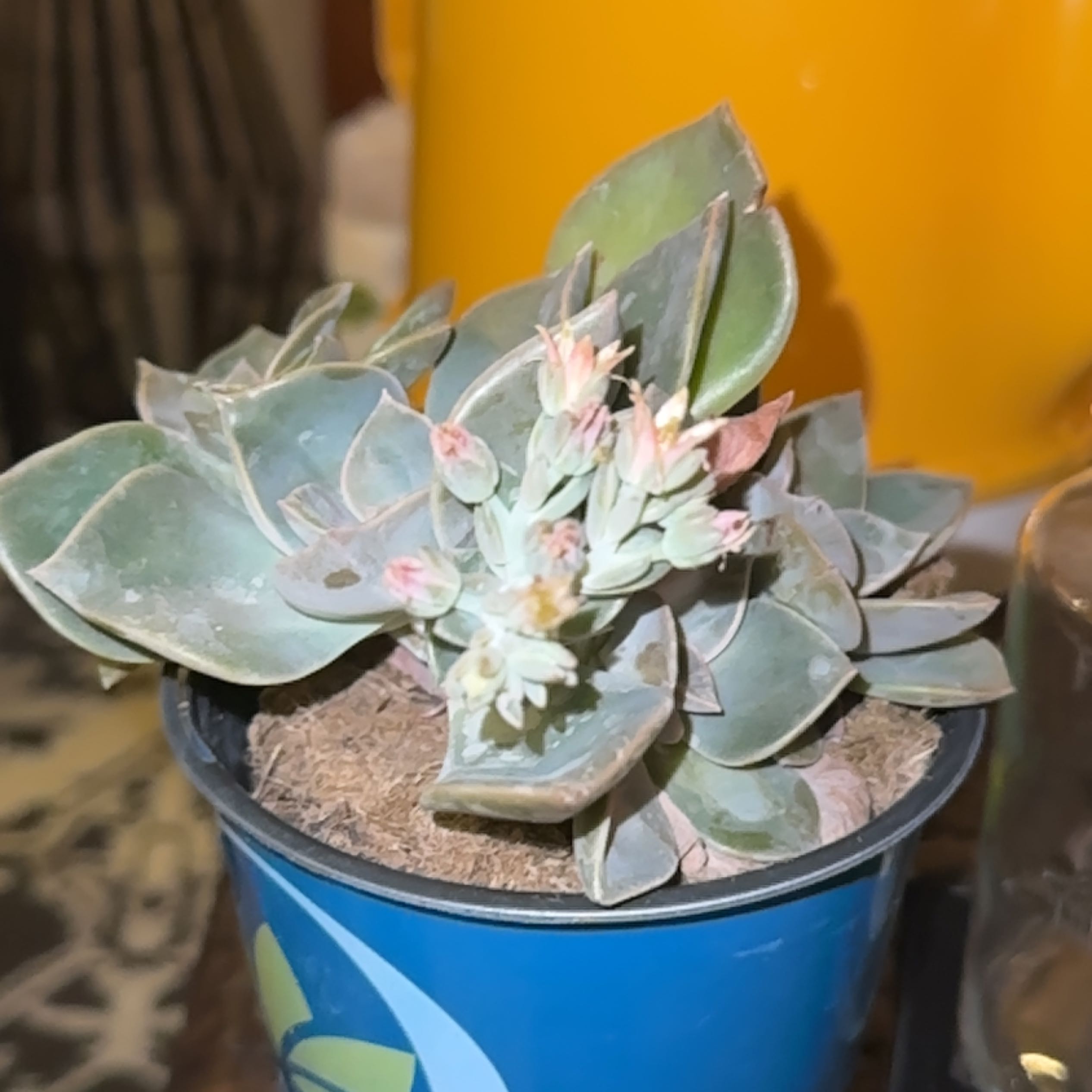 Photo of the plant species Echeveria 'Sanyatwe' by @PapiBrando_ named Treeyoncé on Greg, the plant care app