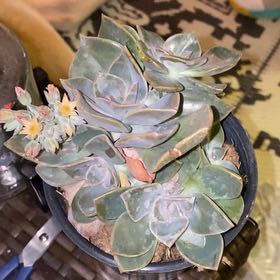 Photo of the plant species Echeveria 'Sanyatwe' by @LuxuriousAnise named Denali on Greg, the plant care app