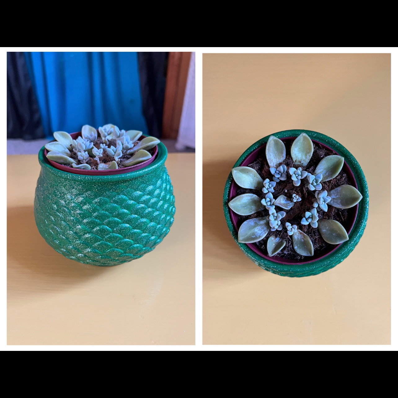 Potted Graptosedum 'Ghosty' plant shown from two angles in a green textured pot.