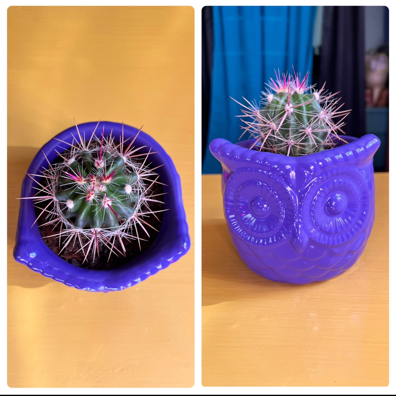 Fire Barrel Cactus in a blue owl-shaped pot, healthy and well-framed.