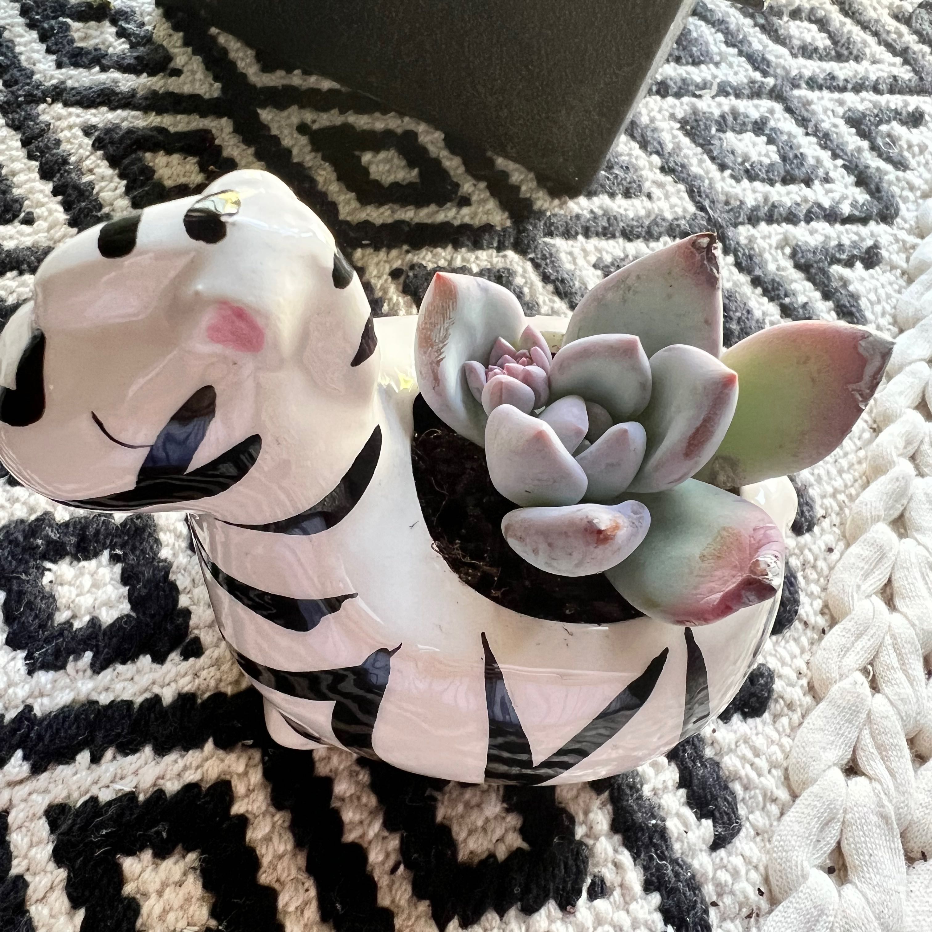 Pachyveria 'Powder Puff' succulent in a zebra-shaped pot on a patterned surface.