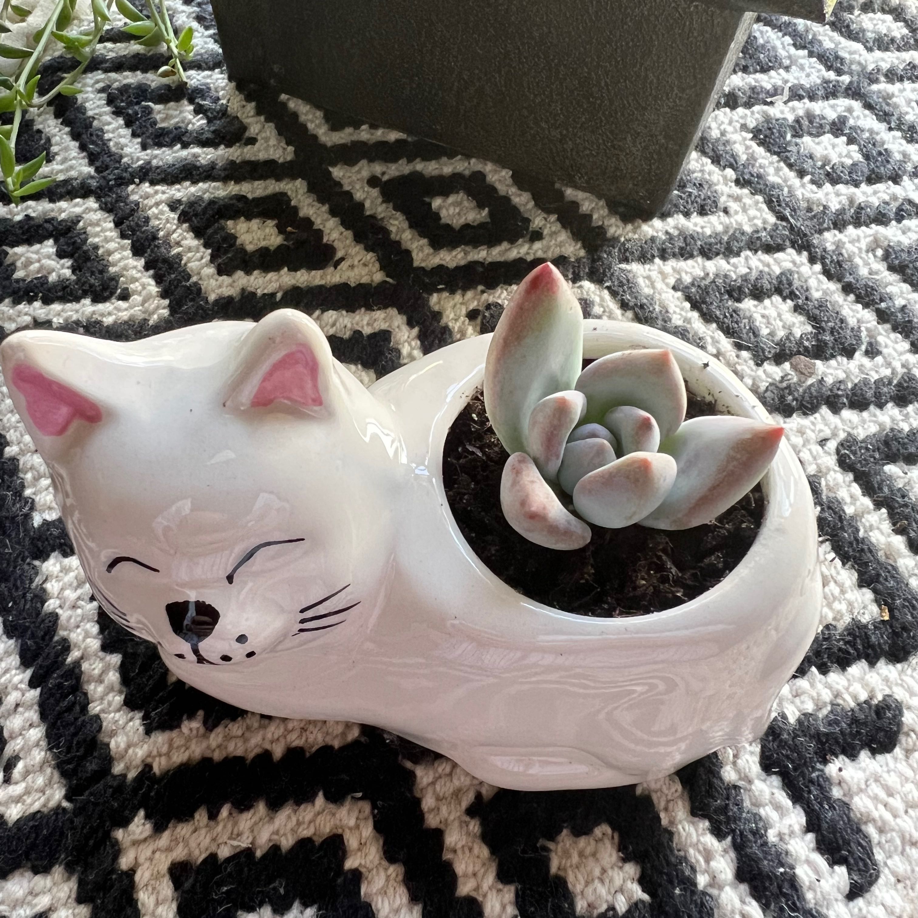 Pachyveria 'Powder Puff' succulent in a cat-shaped pot on a patterned surface.