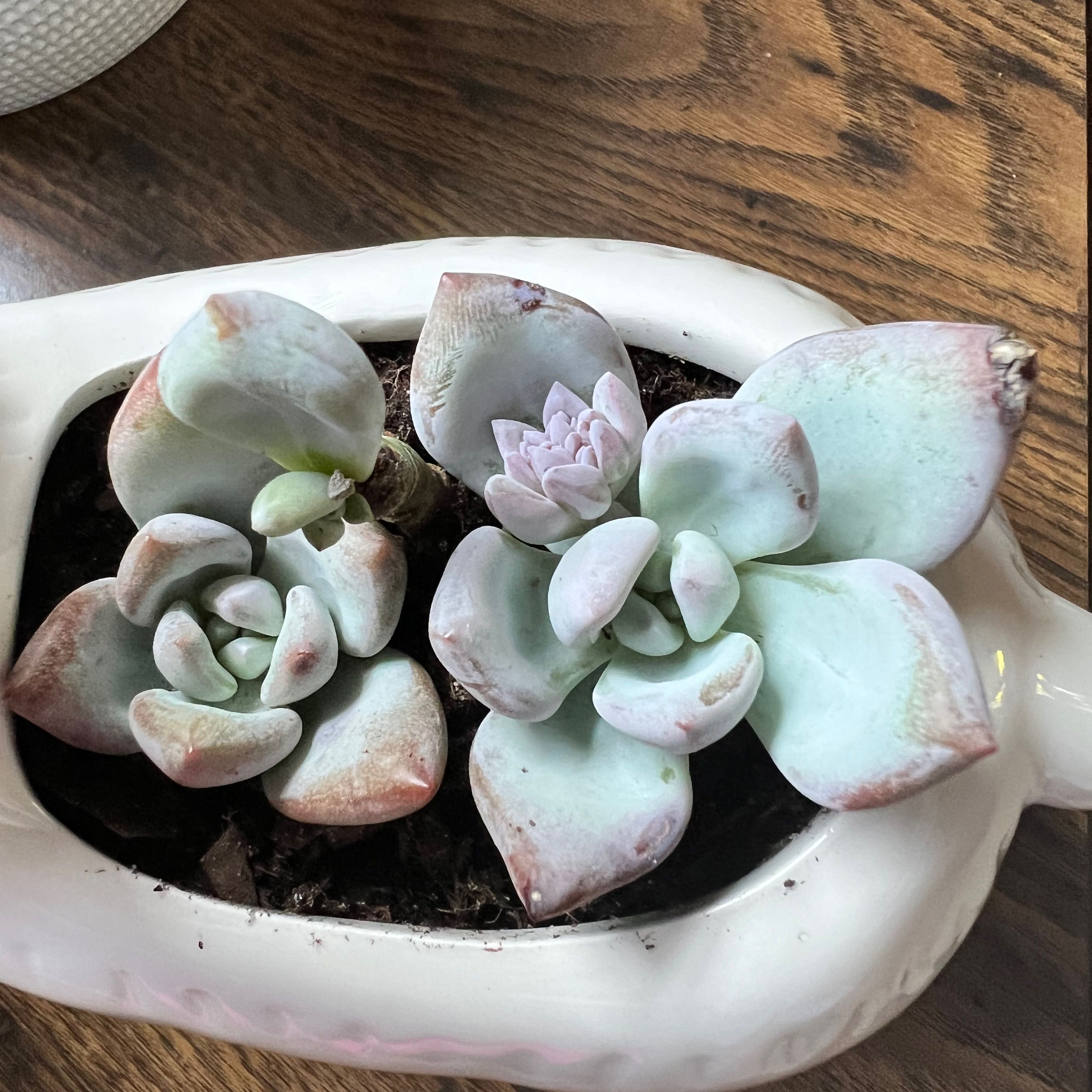 Pachyveria 'Powder Puff' succulent in a white ceramic pot, healthy with plump leaves.