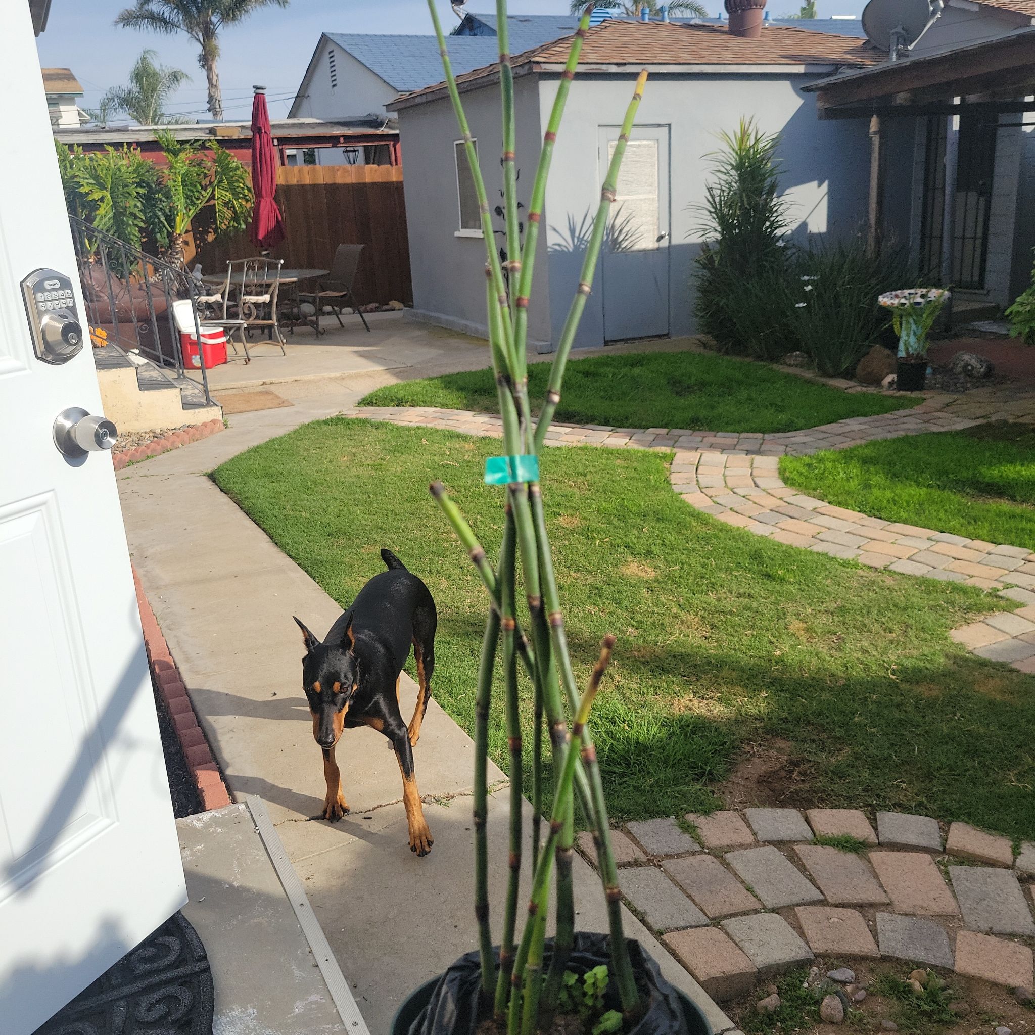 Common Scouring-Rush plant in a pot outdoors with a dog in the background.