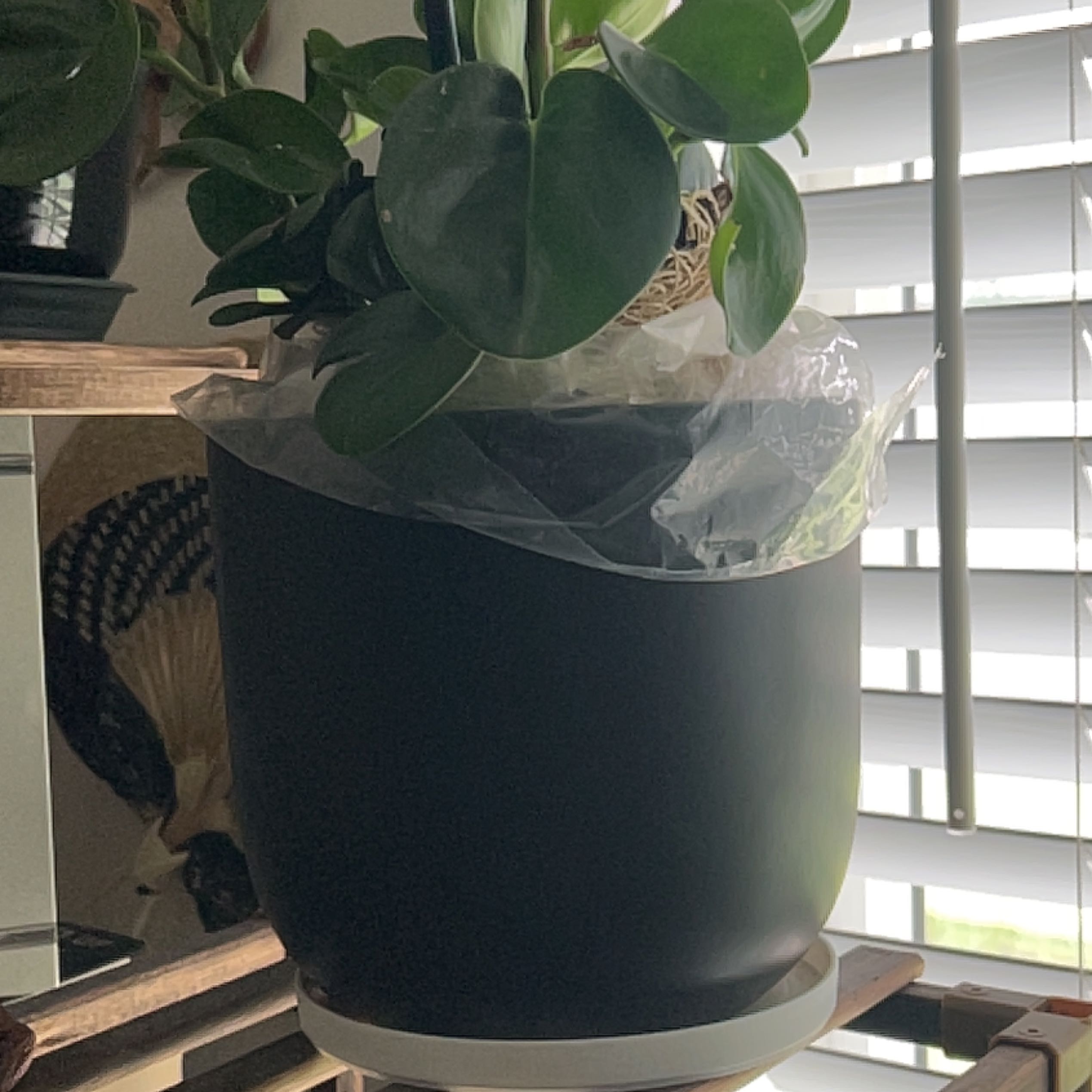 Potted Peperomia Thailand plant indoors near a window with blinds.
