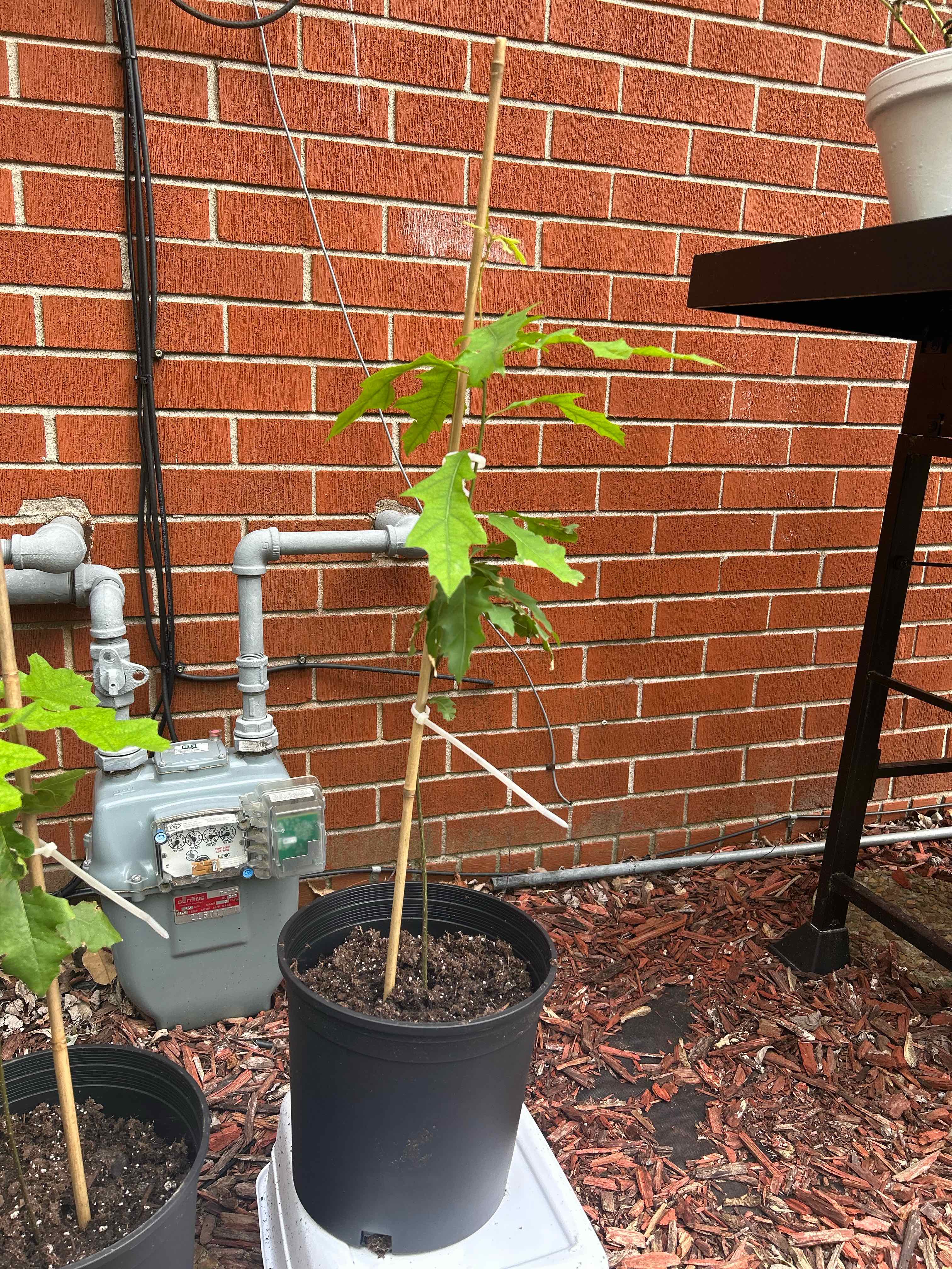 Young Northern Red Oak plant in a black pot with green leaves, against a brick wall background.