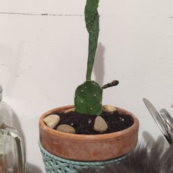 Smooth Prickly Pear plant
