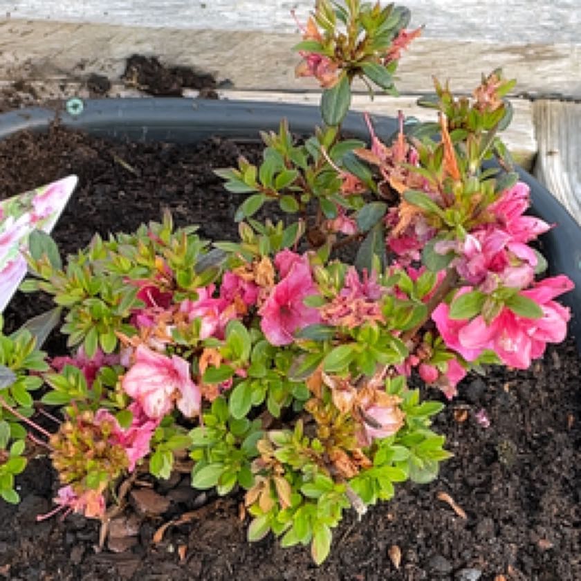 Photo of the plant species Azalea 'Indica Inga' by @SlickRedtree named Terra on Greg, the plant care app