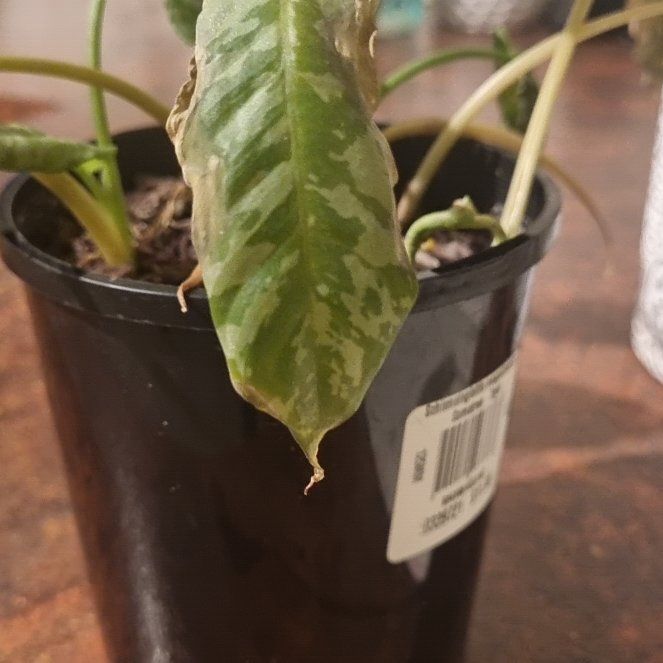 Photo of the plant species Schismatoglottis Sumatran Tiger by @StableArugula named Beyonce on Greg, the plant care app