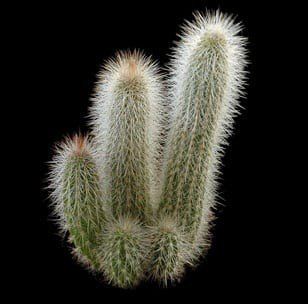 Photo of the plant species column cactus by @BeamingPothos named Column cactus on Greg, the plant care app