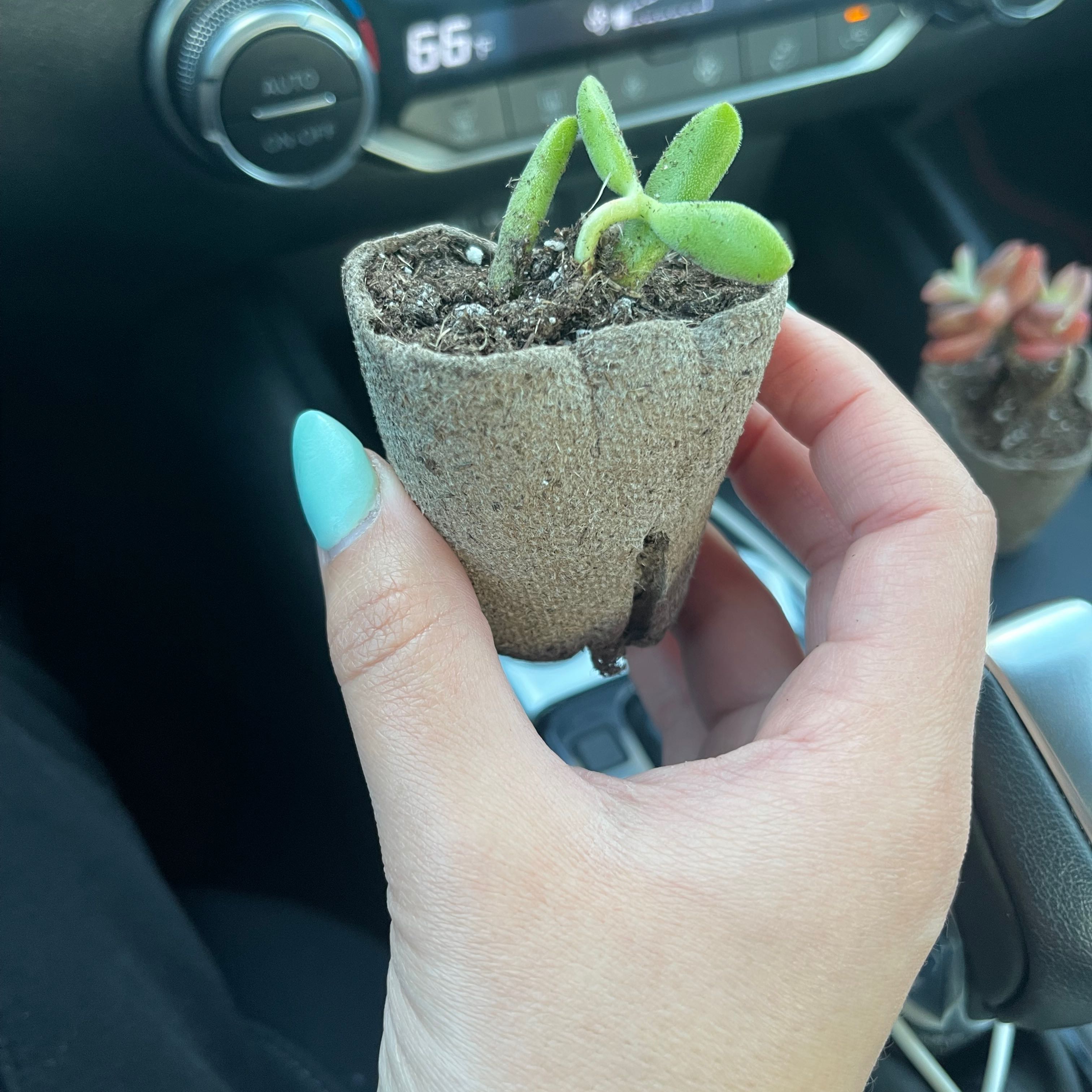 Crassula rogersii plant in a biodegradable pot held by a hand, inside a car.
