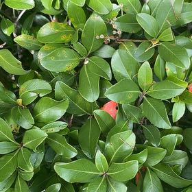Photo of the plant species Strawberry Guava by @ShrewdAchiote named Doja Cat on Greg, the plant care app