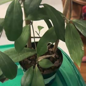 Photo of the plant species Hoya camphorifolia by @InfluentialWorm named Queen on Greg, the plant care app