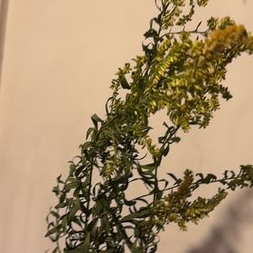Photo of the plant species Rough Canada Goldenrod by @InformedWeed named Kardashian on Greg, the plant care app