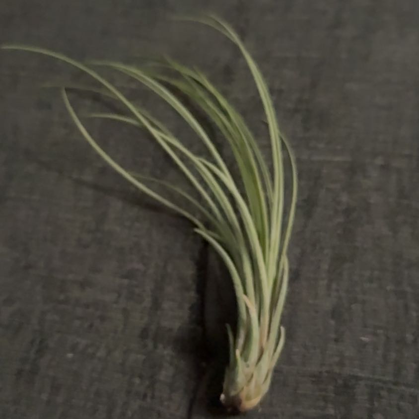 Photo of the plant species Air Plant by @HolyArecapalm named Orlando Bloom on Greg, the plant care app