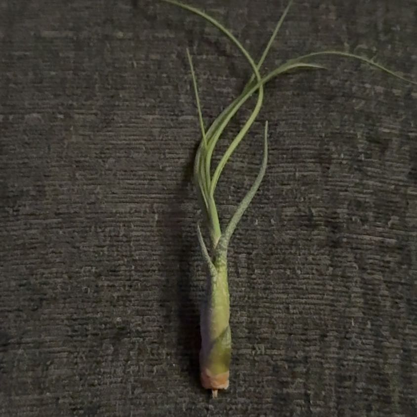 Tillandsia butzii plant, healthy and well-framed.