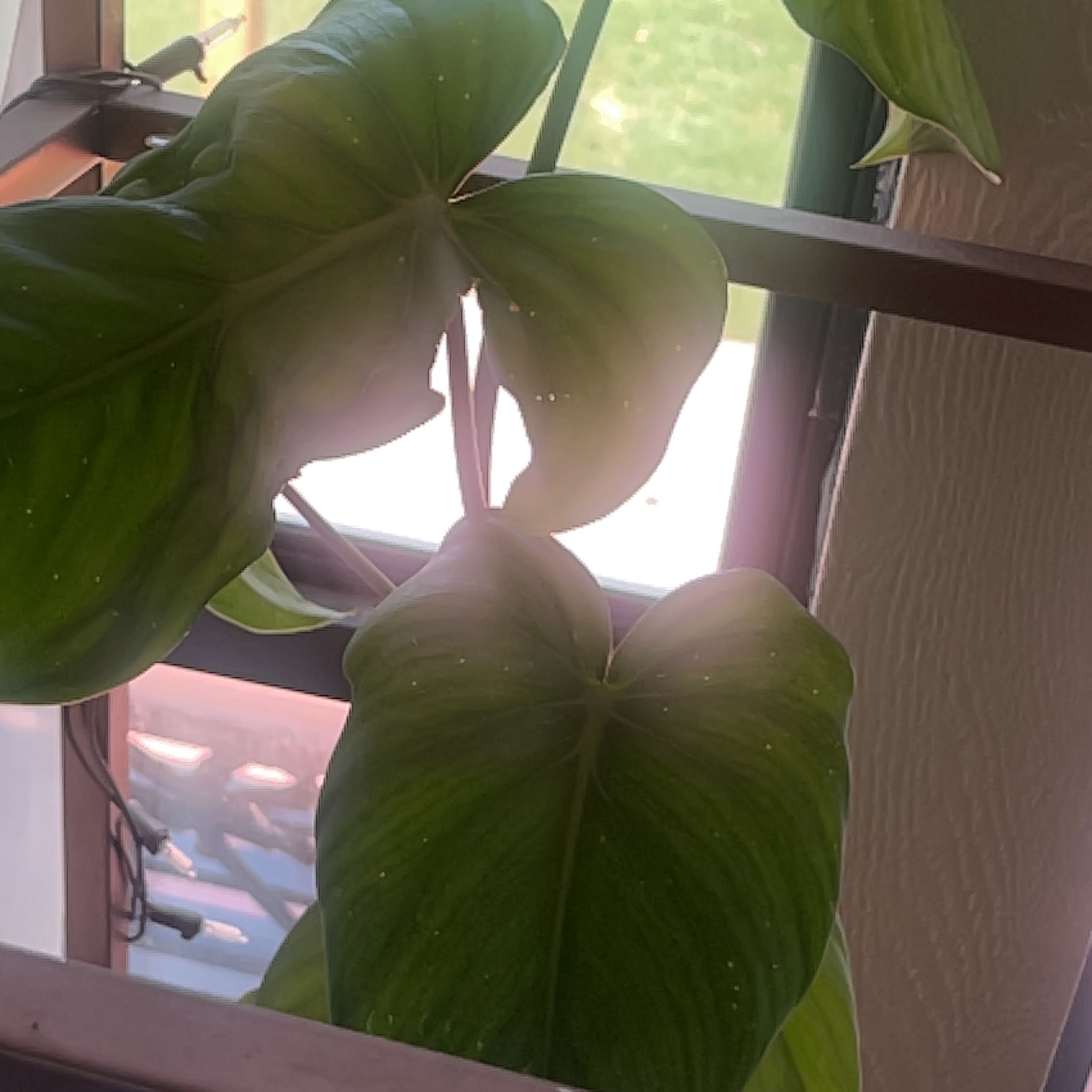 Philodendron Pastazanum plant with large, green leaves near a window.