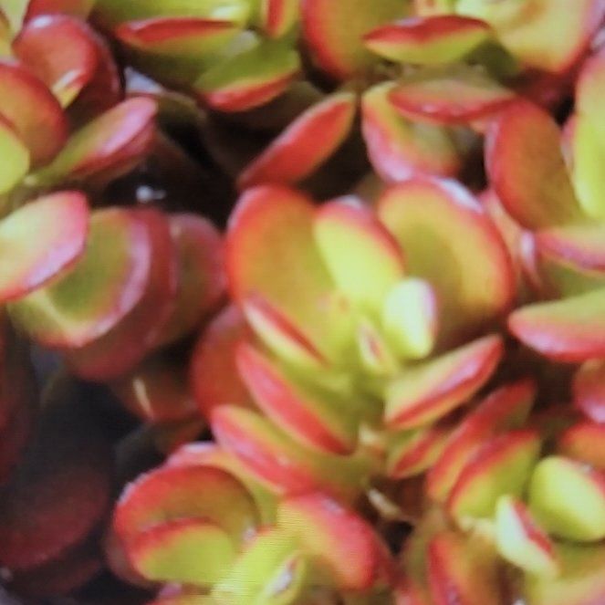 Photo of the plant species crassula red pogoda by @ForeverPepper named Surya on Greg, the plant care app