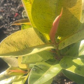 Photo of the plant species Common Milkweed by @AliveBaytree named Tree Diddy on Greg, the plant care app