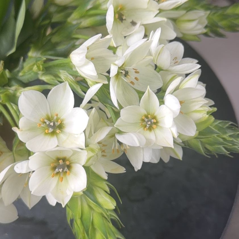 Photo of the plant species Cape-Lily by @AliveBaytree named Mando on Greg, the plant care app