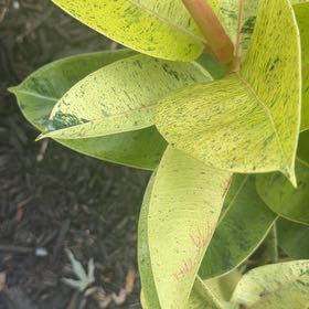 Photo of the plant species Asclepias Syriaca by @AliveBaytree named Gomez on Greg, the plant care app