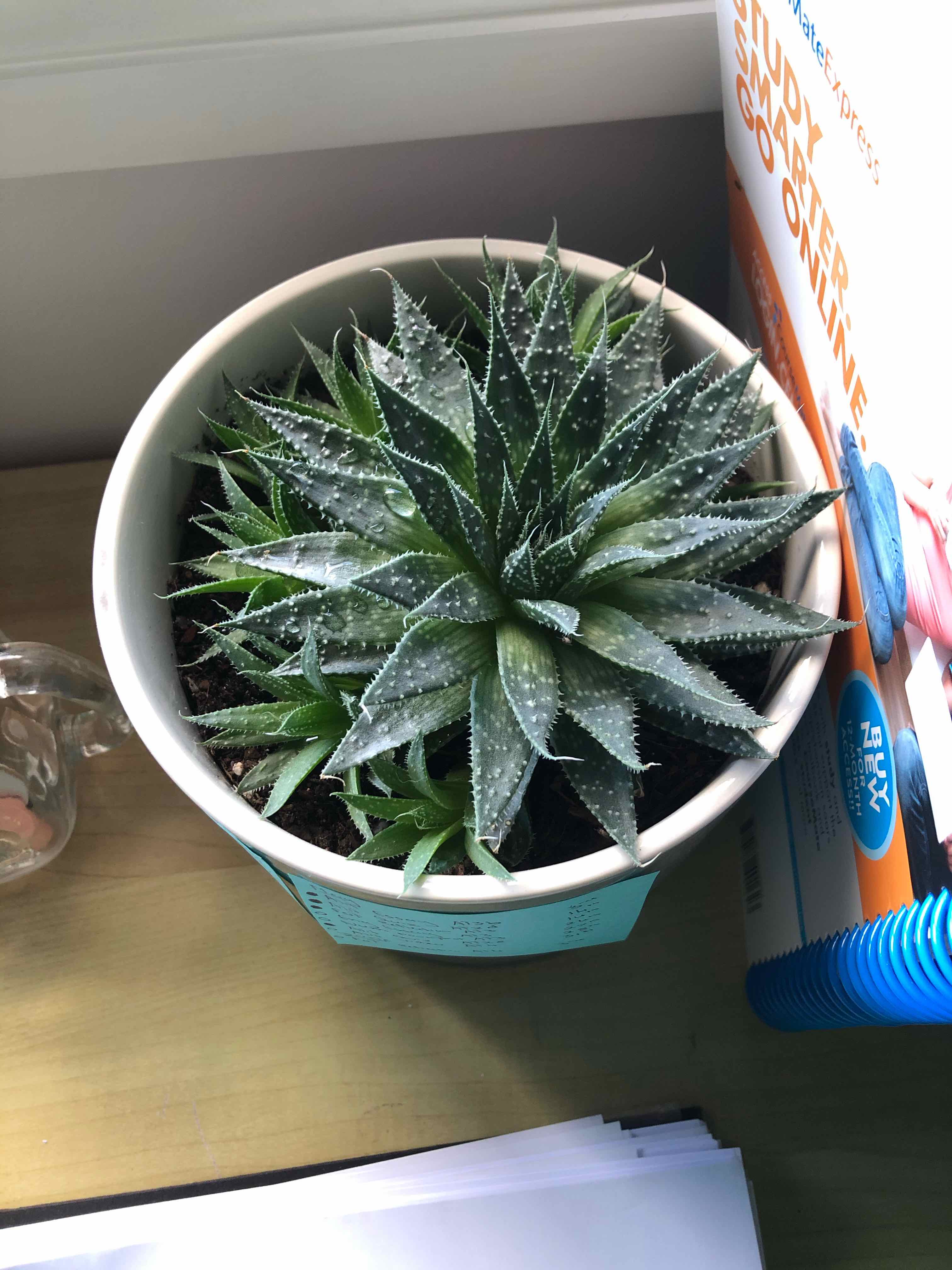 Why Are There Black Spots On My Lace Aloe Leaves?